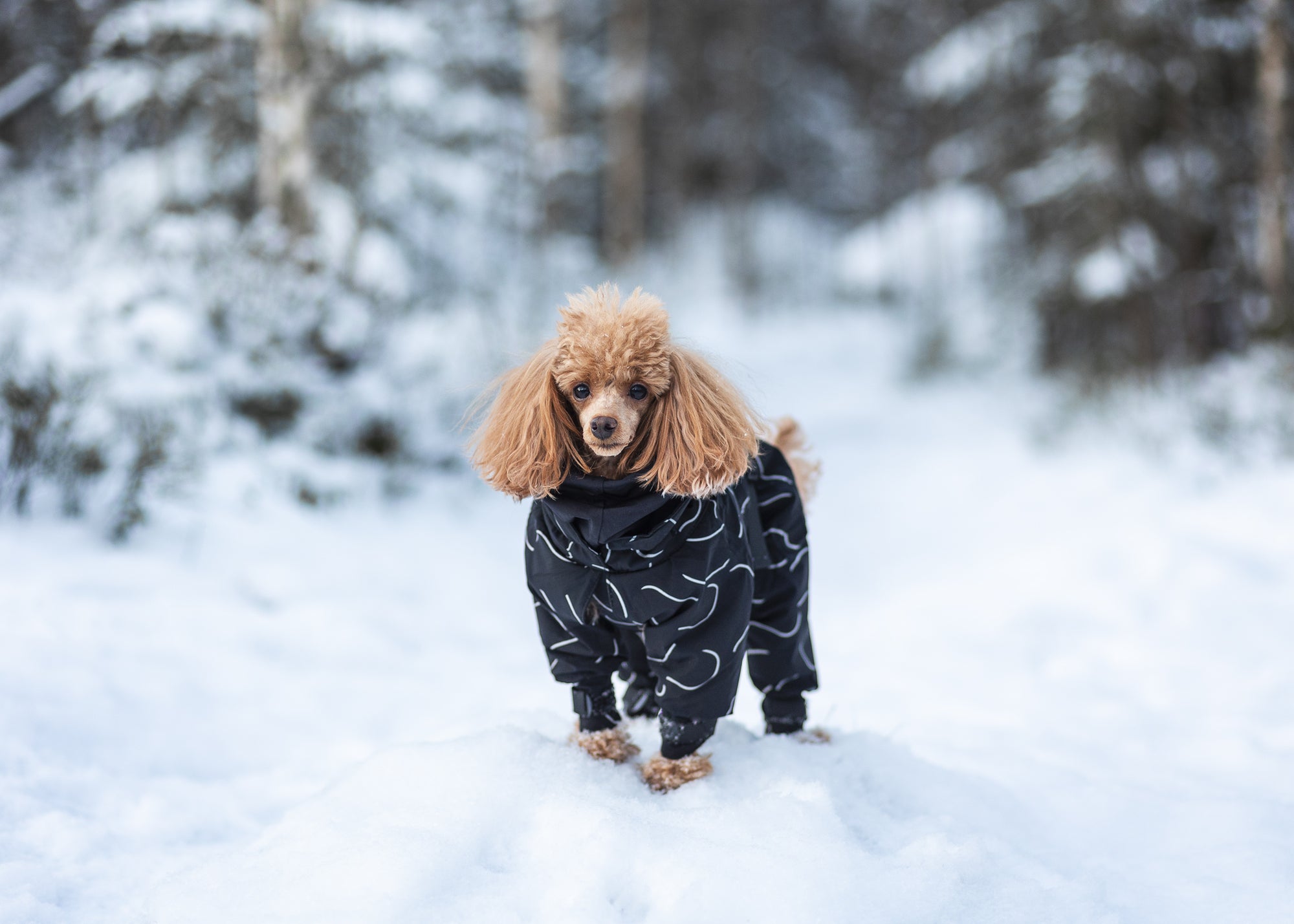Winter Suit Dog Overall