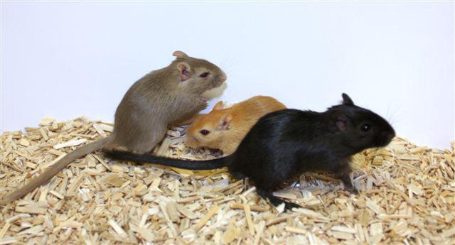 Gerbil Mixfärg Honor