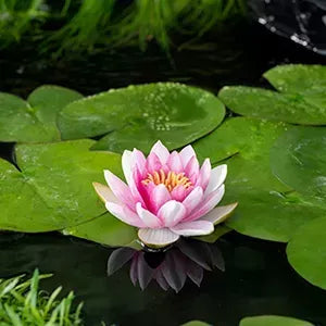 Nymphaea 'Attraction' 2st I 3liters Kruka