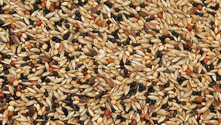 Bello Kanarie Premium 1kg