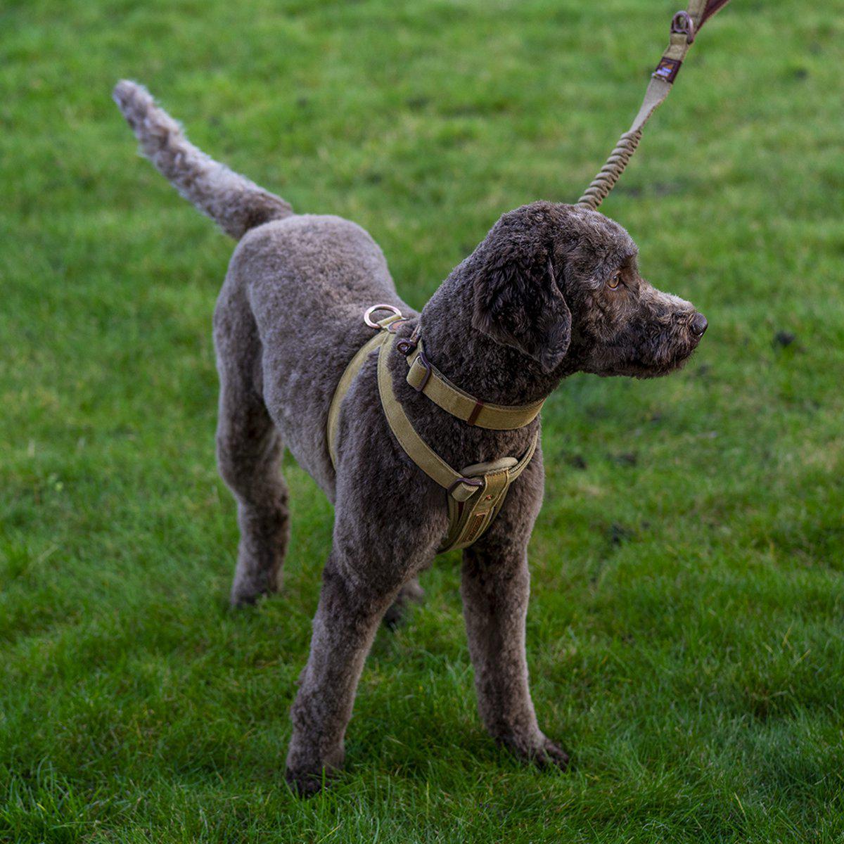 Ezydog Sele Corduroy L49-84cm 19-35kg