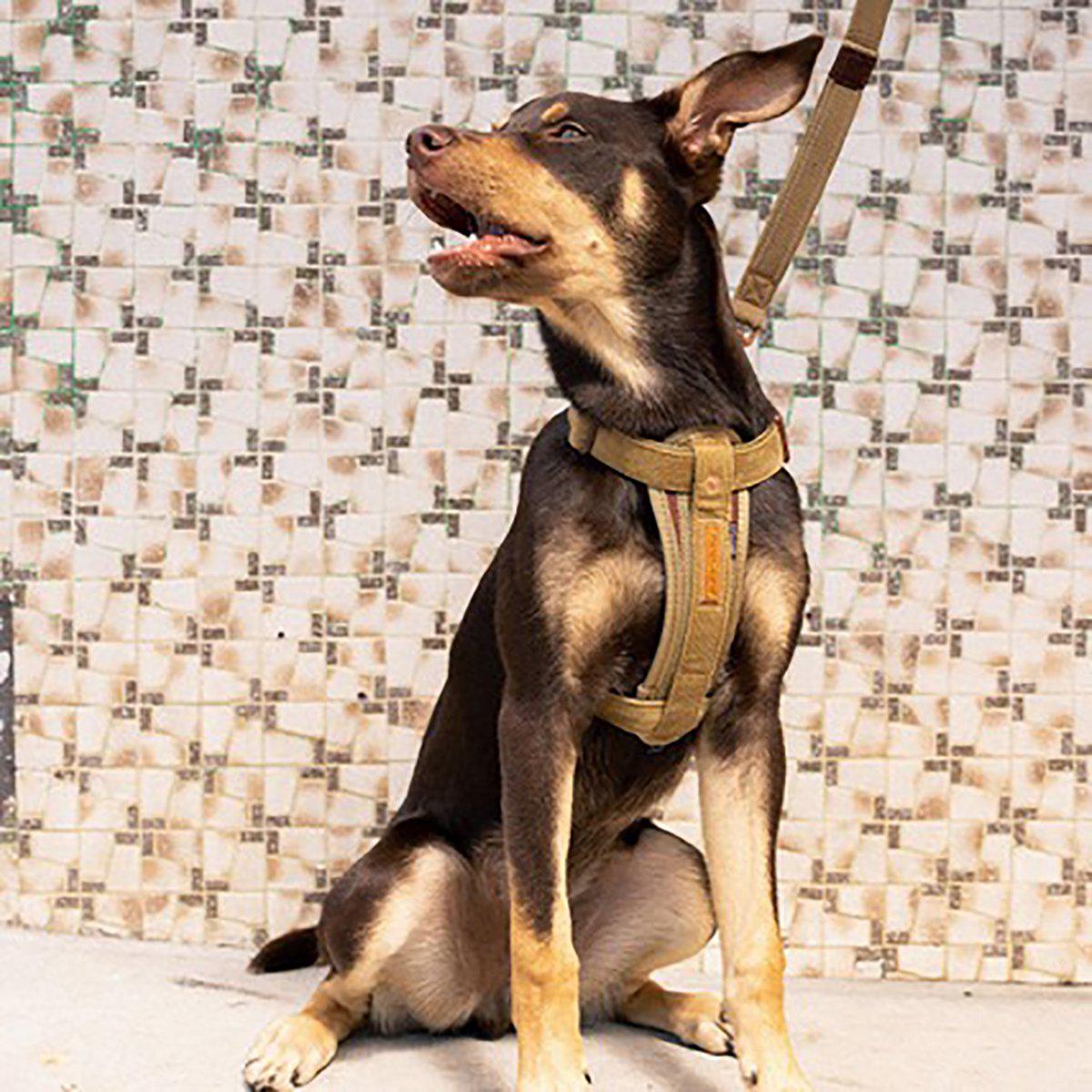 Ezydog Sele Corduroy L49-84cm 19-35kg