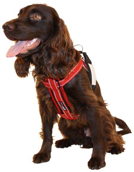 Ezydog Sele Neoprenröd Xxs 1-3kg 'Promenad/bilsele'