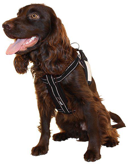 Ezydog Sele Neoprensvart Xxl Kg 'Promenad/bilsele'