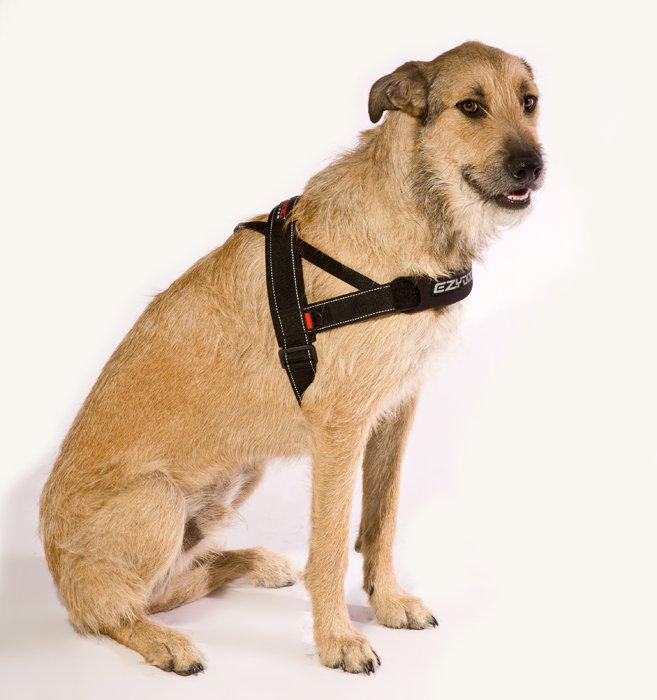 Ezydog Sele Quickfit Neopren Svart Xxs 2-3kg 'Justerbar'