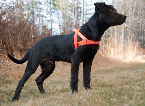 Ezydog Sele Quickfit Neopren Orange Xxs2-3kg 'Justerbar'