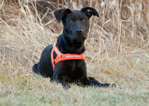 Ezydog Sele Quickfit Neopren Orange Xxs2-3kg 'Justerbar'