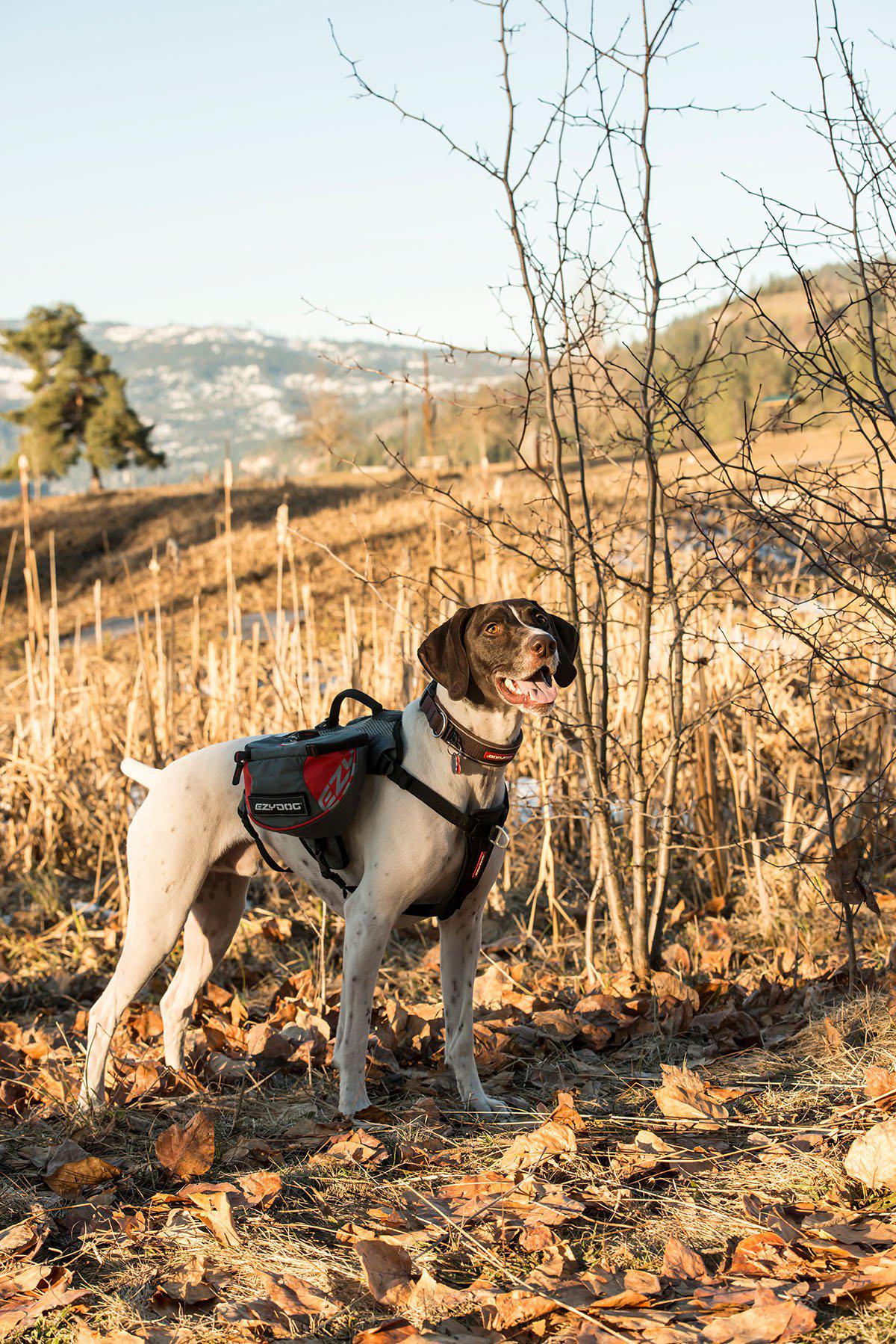 Ezydog Sele Summit Backpack M Med Reflex 70-110cm Midja