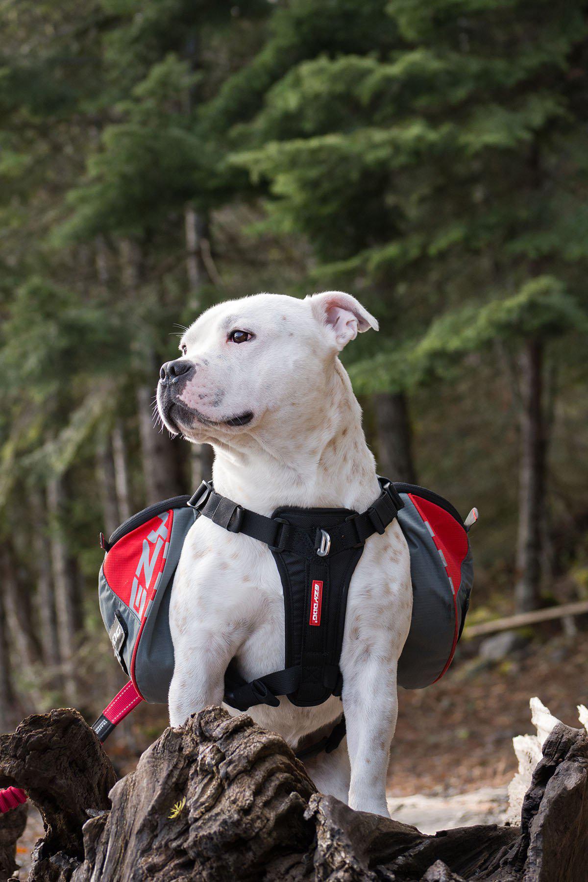 Ezydog Sele Summit Backpack M Med Reflex 70-110cm Midja