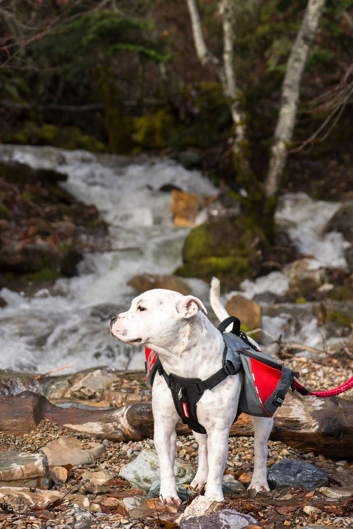 Ezydog Sele Summit Backpack M Med Reflex 70-110cm Midja