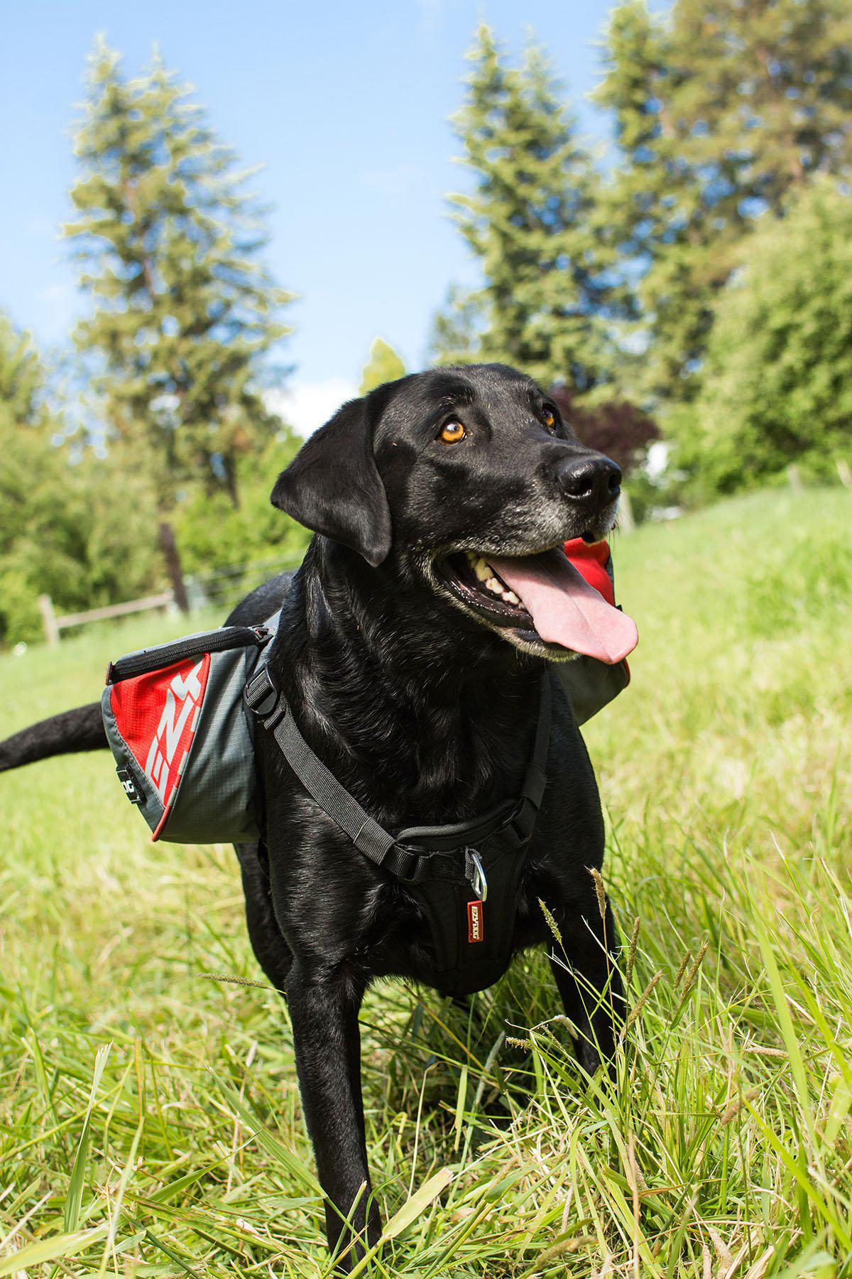 Ezydog Sele Summit Backpack L Med Reflex 80-125cm Midja
