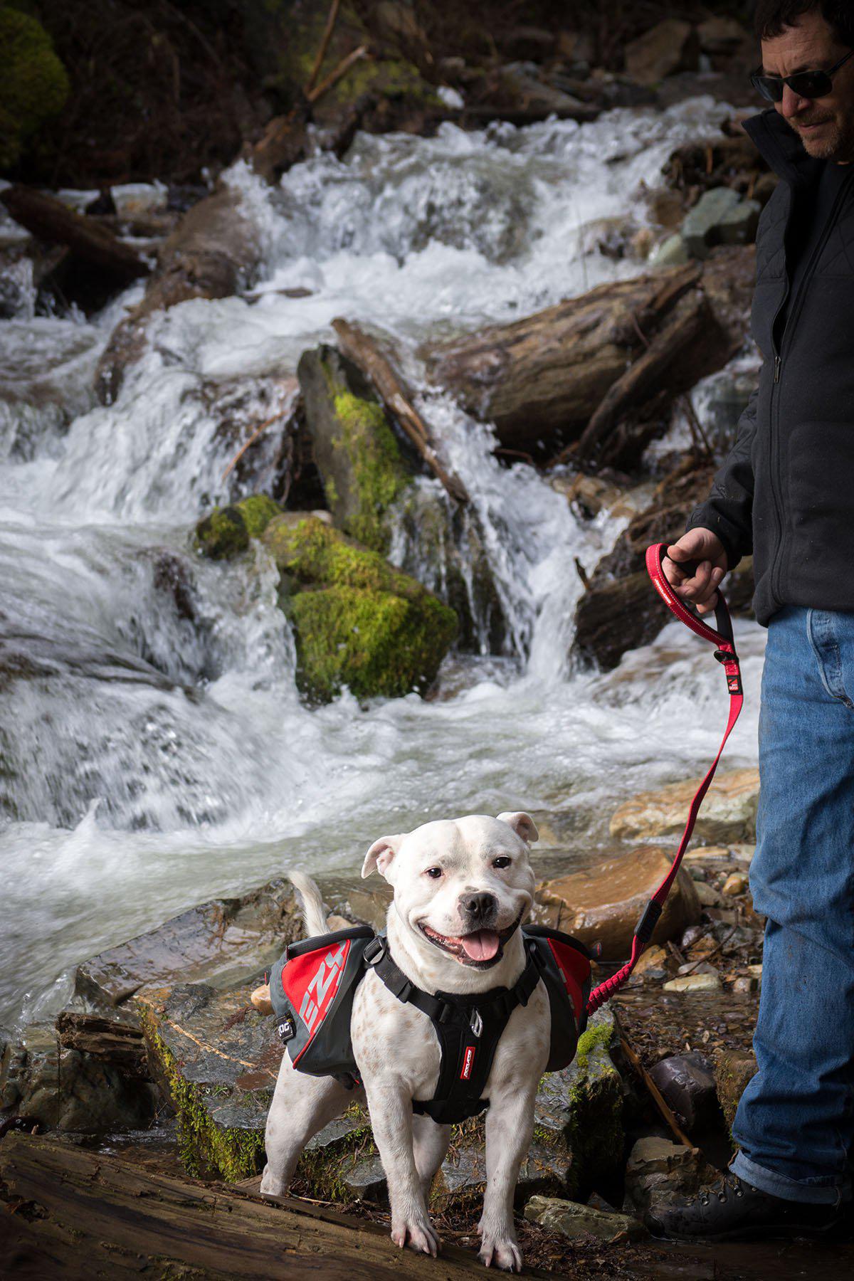 Ezydog Sele Summit Backpack L Med Reflex 80-125cm Midja