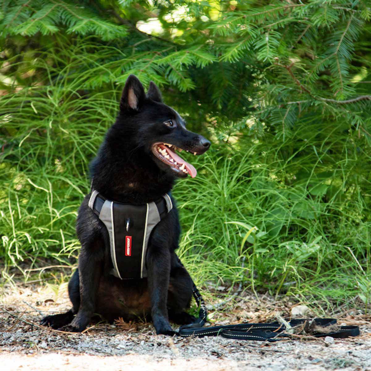 Ezydog Sele X-link Svart S 6-10kg 'Justerbar'