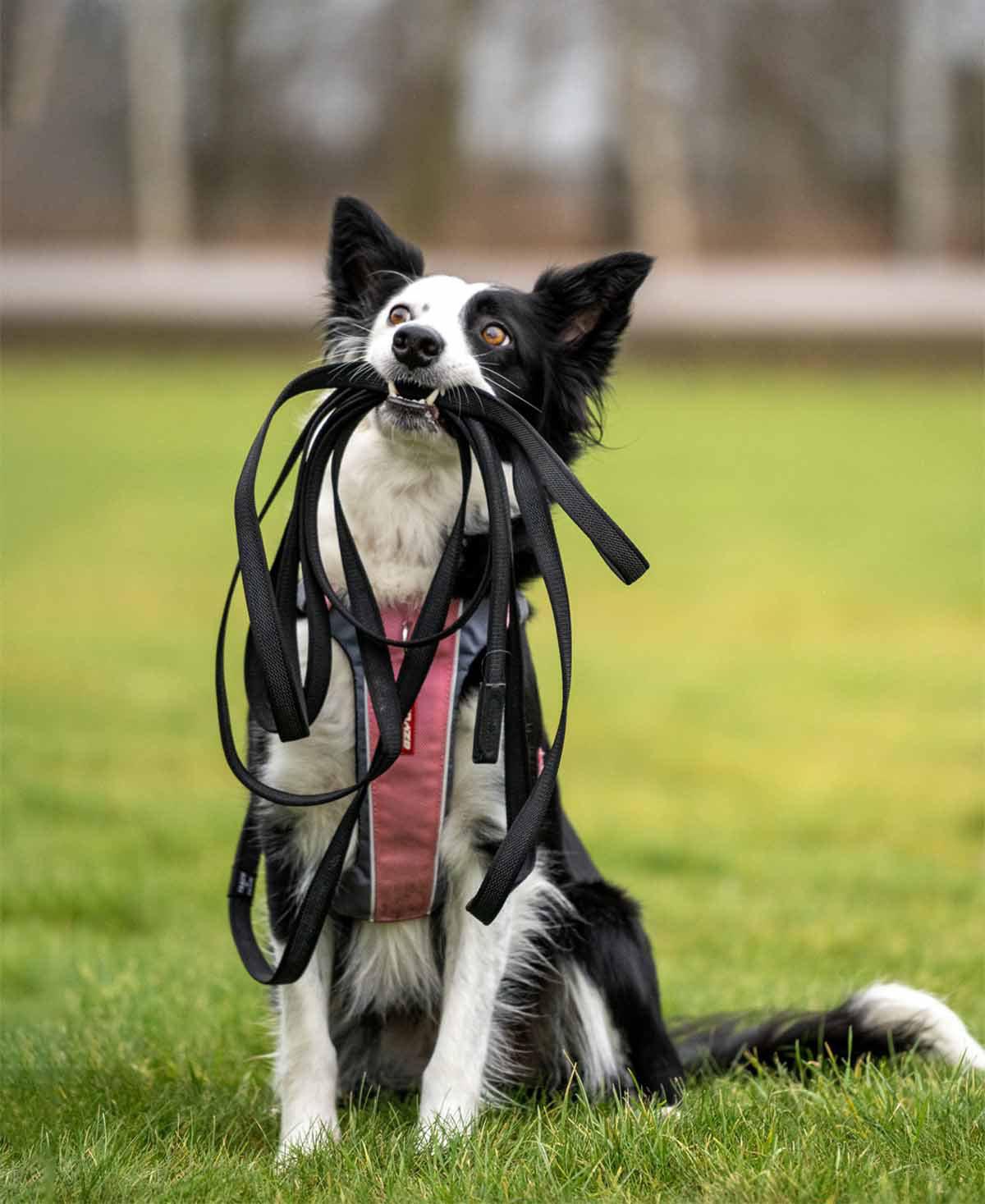 Ezydog Koppel Track & Train 5m Svart