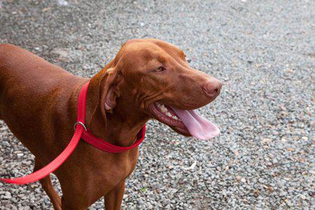 Ezydog Koppel Soft Trainer Corduroy Lite 12mm X181cm <20kg