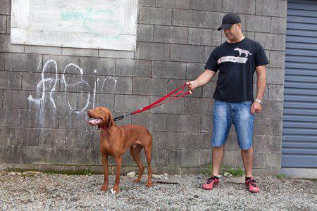 Ezydog Koppel Soft Trainer Corduroy Lite 12mm X181cm <20kg