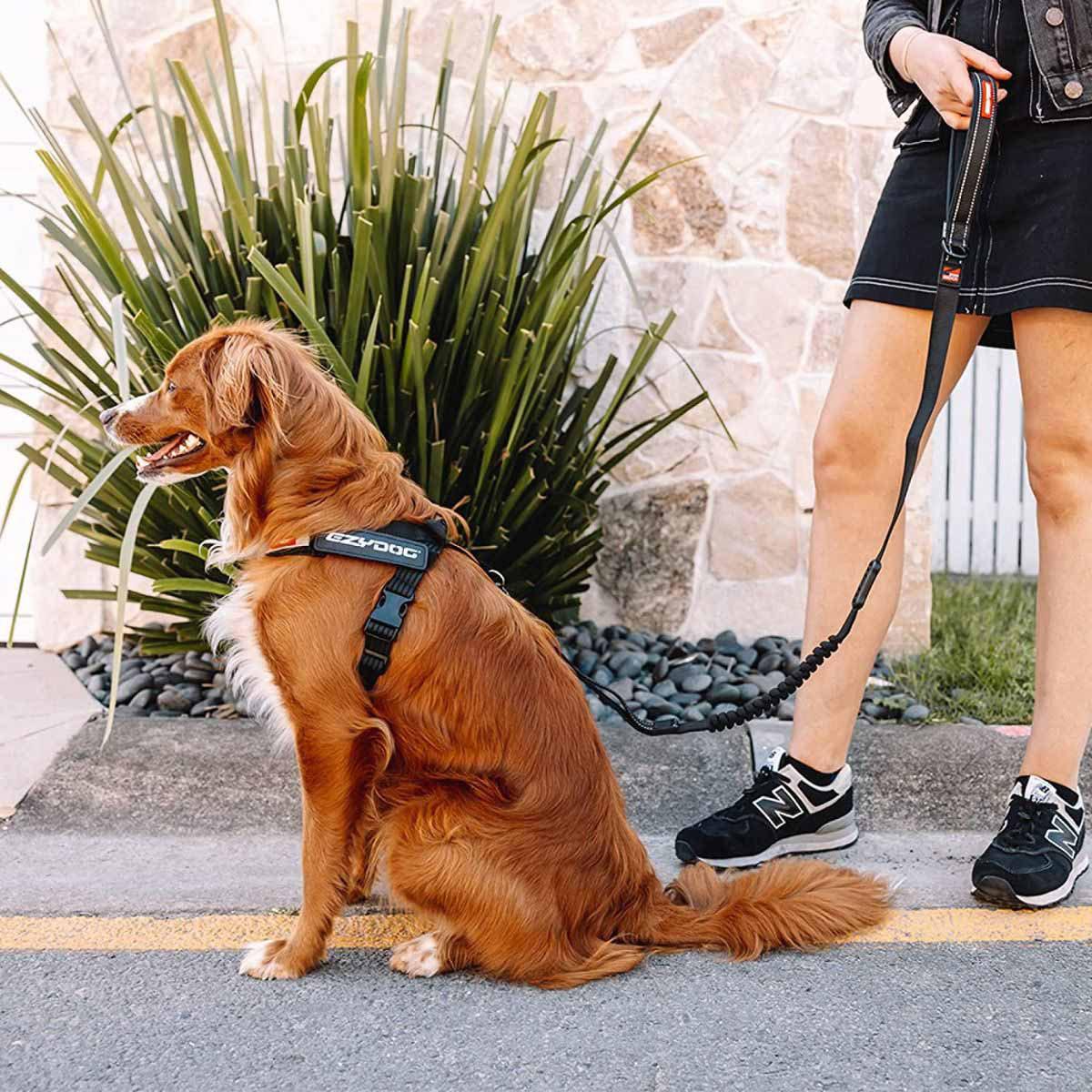 Ezydog Sele Express Svart Xs 29-48 Cm