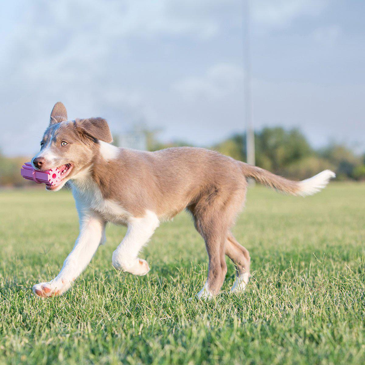 Kong Puppy Teethingstick M 5xx9x5cm