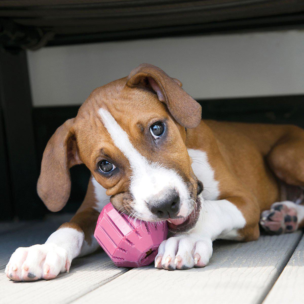 Kong Puppy Activityball M Ø7,5cm