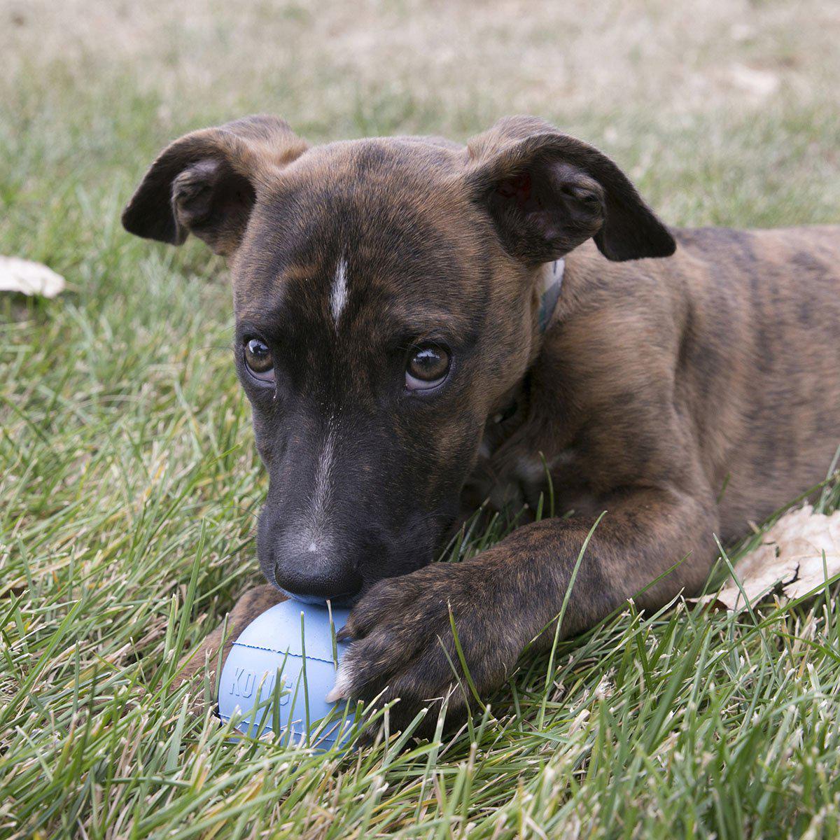 Kong Puppy Ball Medhål S Ø6cm