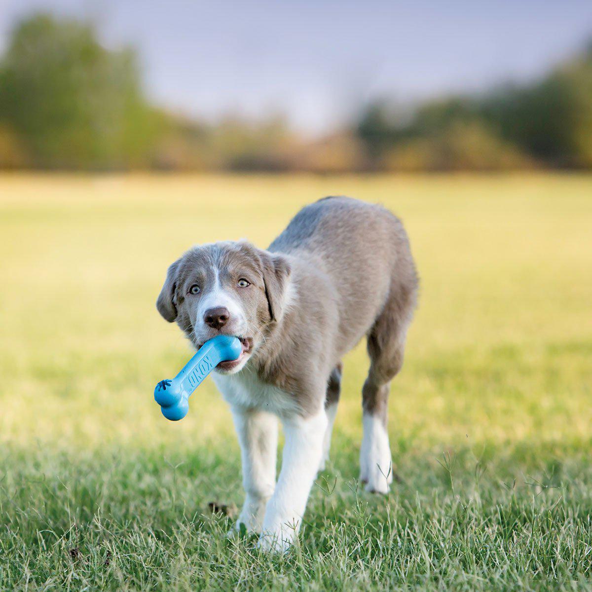Kong Puppy Goodie Bone S 5x13x3cm
