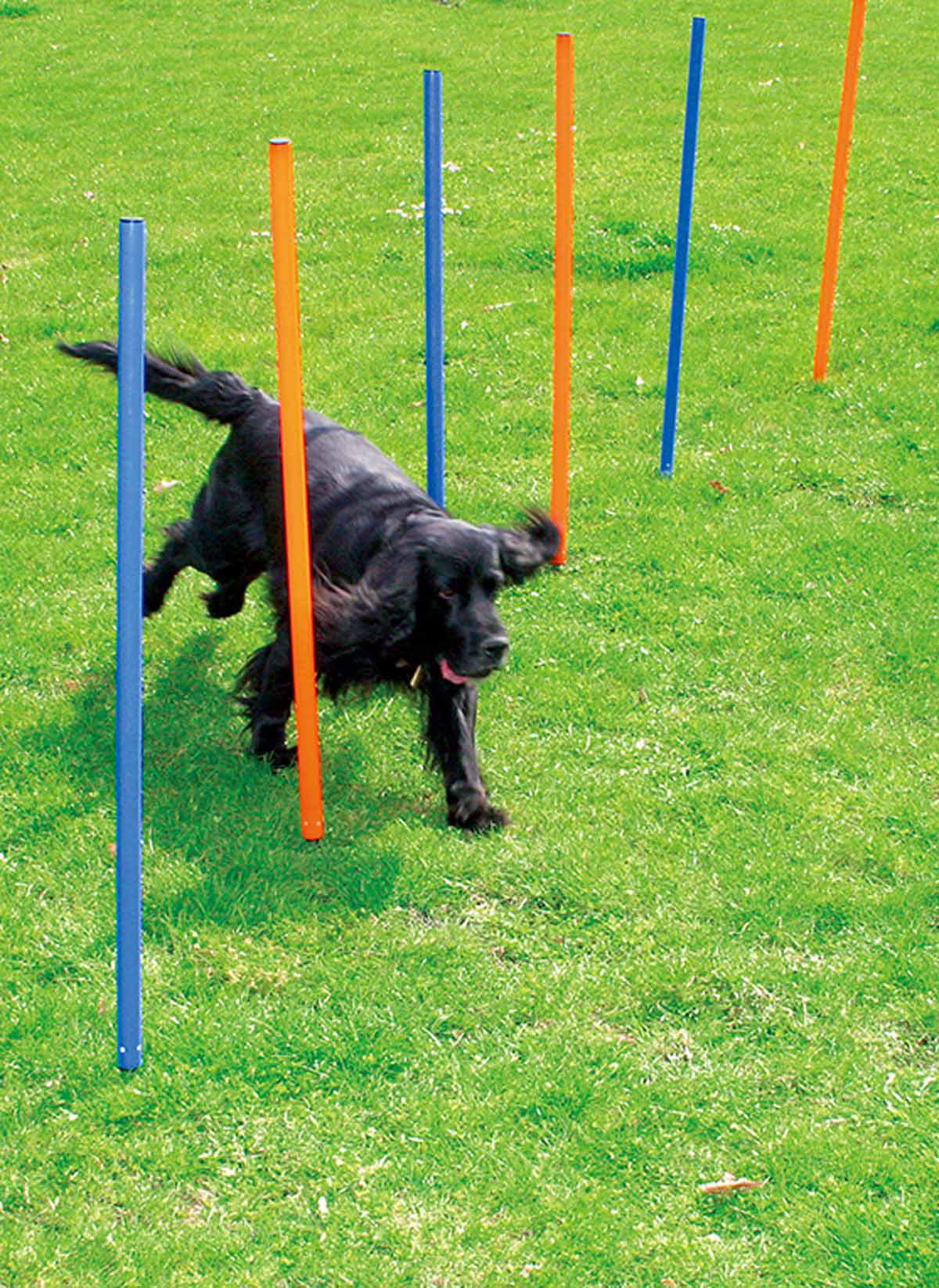 Agility Slalom 12stpinnar