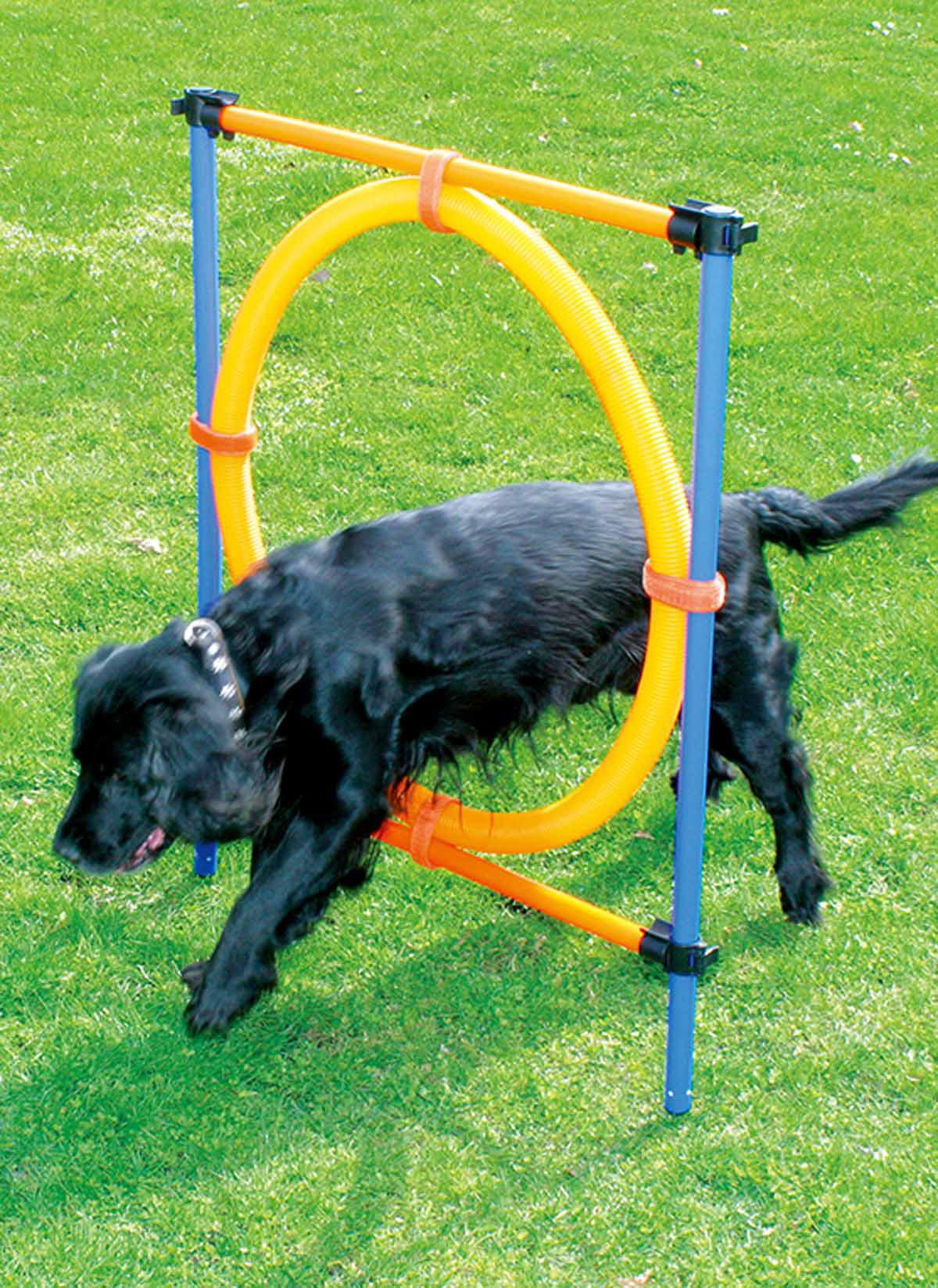 Agility Hinder Med Ring Ø55cm