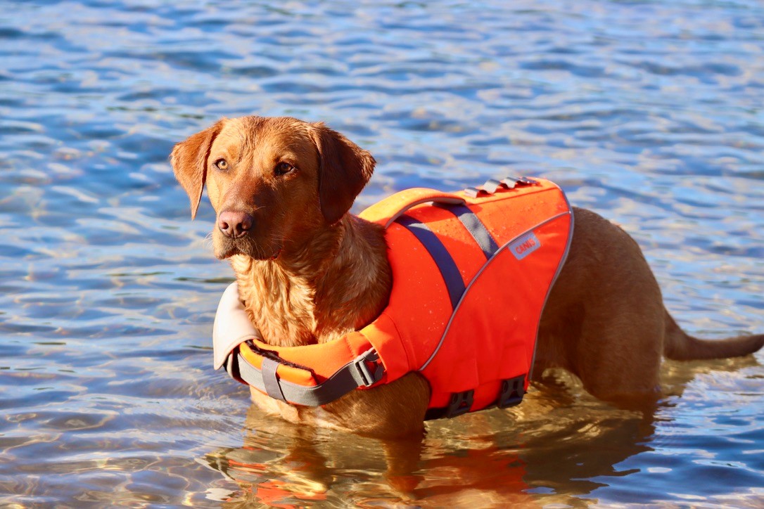 Active Canis Life Jacket L